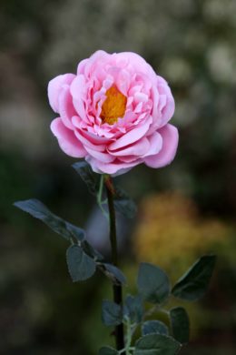 Old English Rose Single Pale Pink