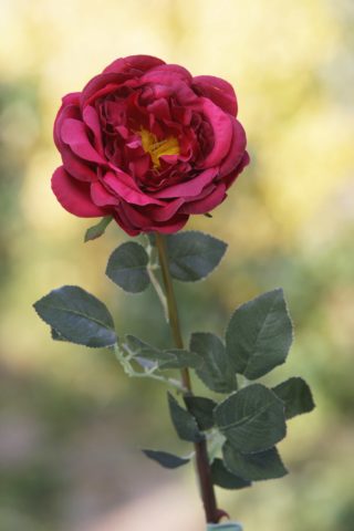 Old English Rose  Single Red