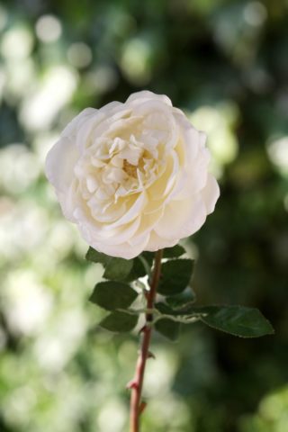 Old English Rose Single