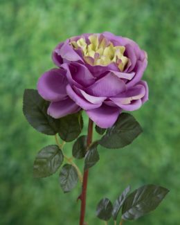 Old English Rose Single  Mauve