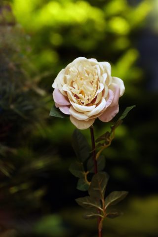 Old English Rose Vintage Pink