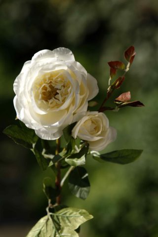 Old English Rose Ivory with bud