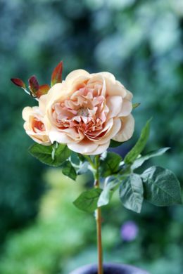 Old English Rose with Bud Apricot