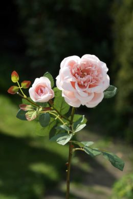 Old English Rose with Bud  Blush Pink