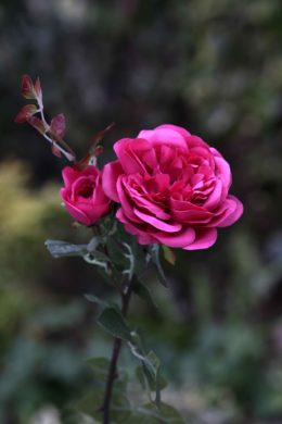 Old English Rose with Bud Bright Pink