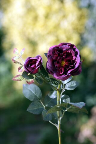 Old English Rose with Bud Dark Red