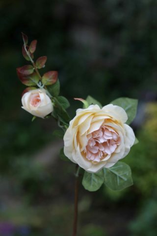 Old English Rose with Bud Pale Apricot Sold Out
