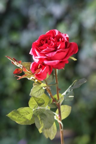 Old English Rose with Bud Red