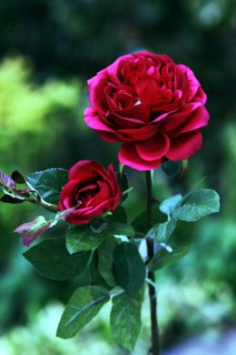 Old English Rose with Bud Dark Pink