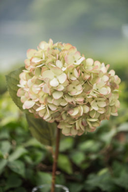 Hydrangea - Palest Green