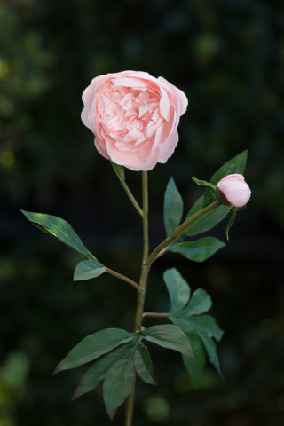 Peony- Blush Pink  Frilled Petals  with bud SOLD OUT