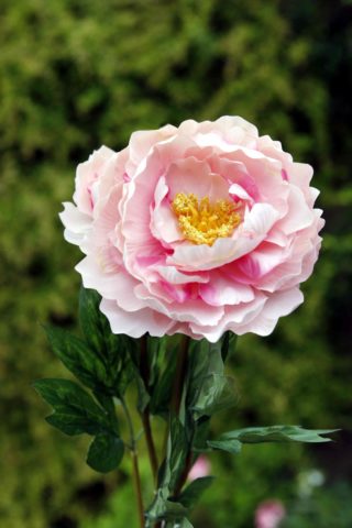 Peony - Large Pale Pink