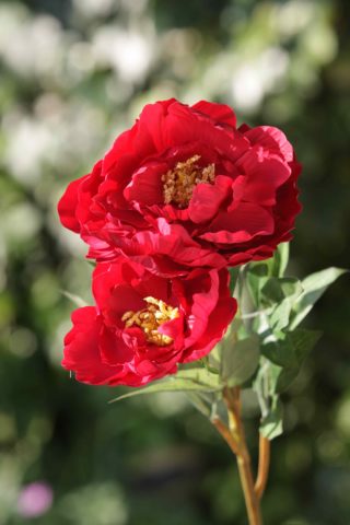 Peony - Large Red with bud