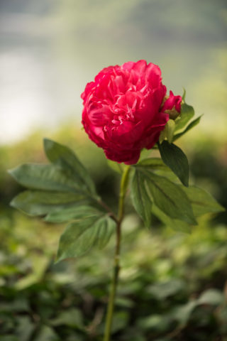 Peony - Bright Pink - Double full petalled with bud