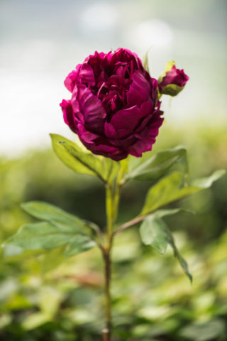 Peony -  Double Full Petalled With Bud Dark Pink