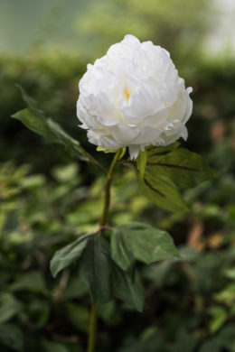 Peony -  Double Full Petalled With Bud White