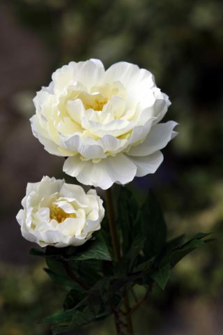 Peony - Large Full Blown With Bud Ivory