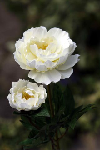 Peony - Large Ivory with bud