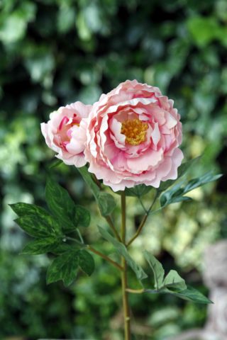 Peony - Large Full Blown With Bud Mixed Pinks
