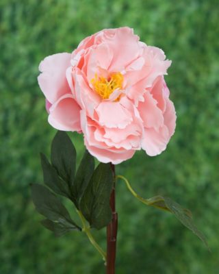 Peony - Single Open Light Pink