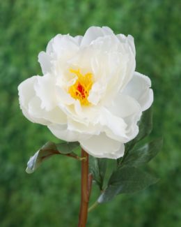 Peony - Single Open White