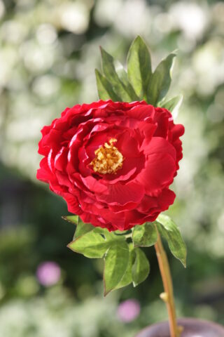 Peony Red single Full blown