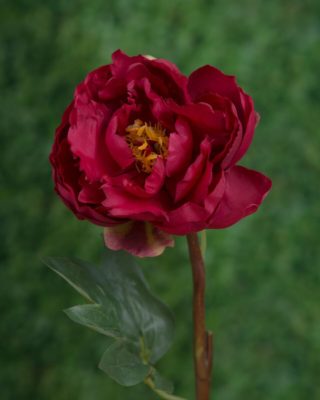 Peony - Single Open Red