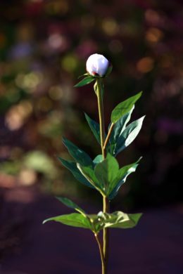Peony - Small Bud White - Faux