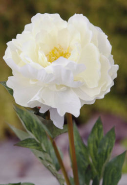 Peony - Full Blown Large Ivory