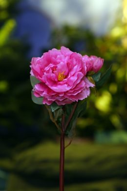 Peony - With Bud Dark  Pink