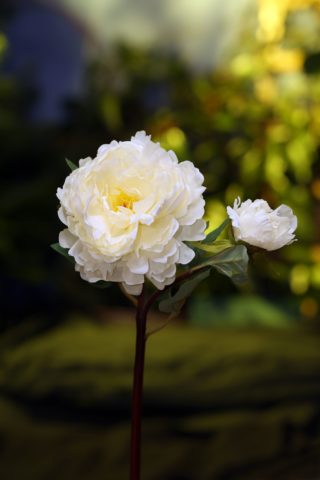 Peony - With Bud Ivory - Faux