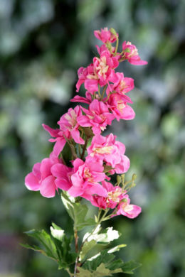 Delphinium - Pink