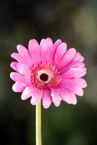 Gerbera - Faux - Bright Pink