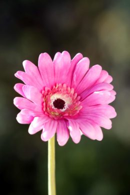 Gerbera - Bright Pink