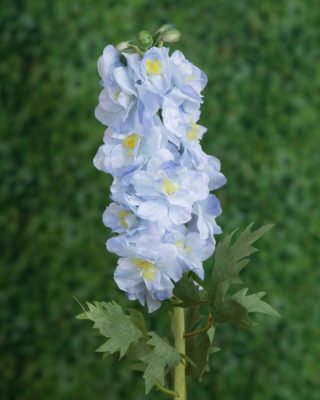 Delphinium - Double Pale Blue