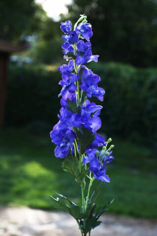 Delphinium - Purple