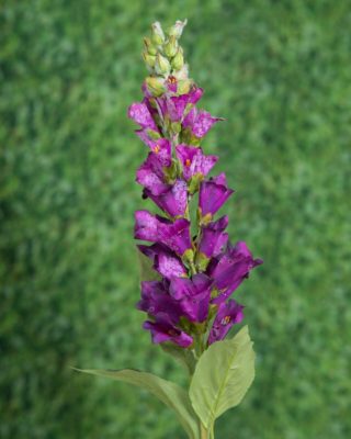 Foxglove - Purple