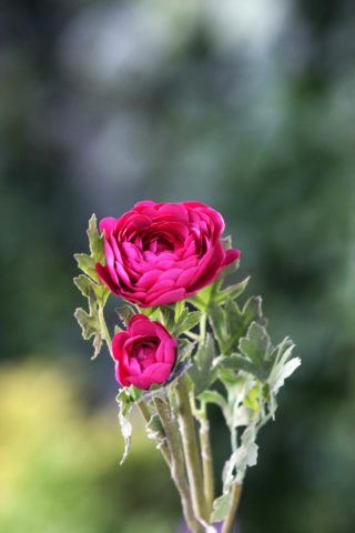 Ranuculus - Dark Pink