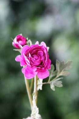 Ranuculus - Bright Pink