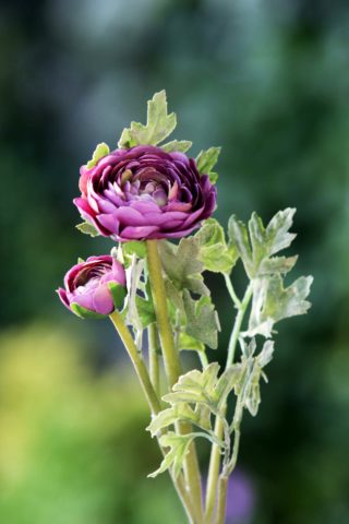 Ranuculus - Purple