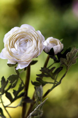 Ranuculus - White