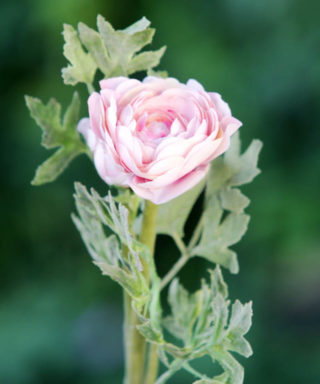 Ranunculus - Pale Pink