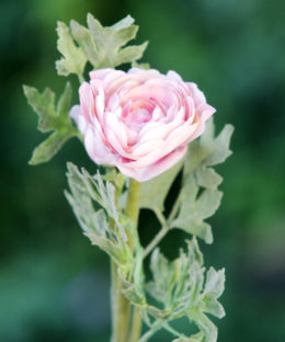 Ranunculus - Pale Pink