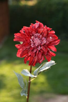 Dahlia - Red