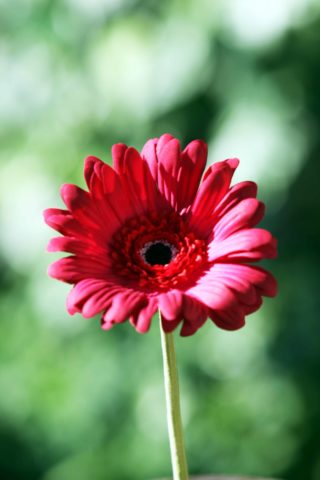 Gerbera - Red