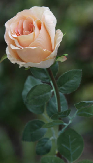 Rose Bud Large Apricot