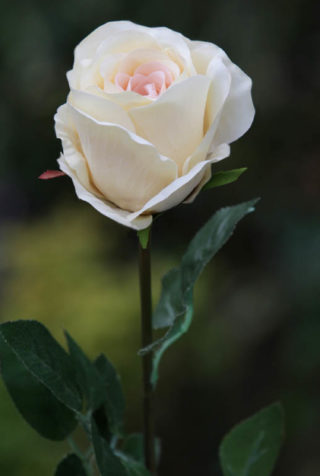 Rose Bud Large Pale Apricot