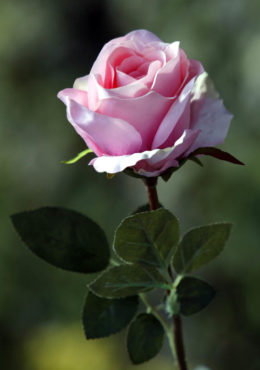 Rose Bud Large Pale Pink