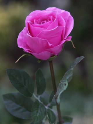 Rose Bud Large Bright Pink