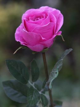 Rose Bud Large Bright Pink